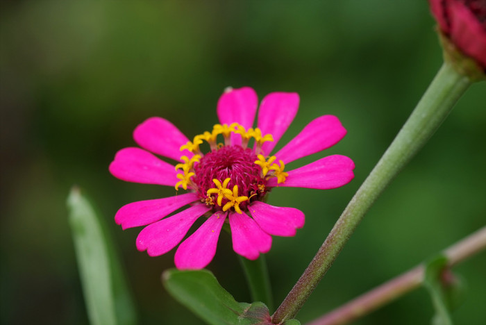 백일홍 - Zinnia, Zinnia elegans