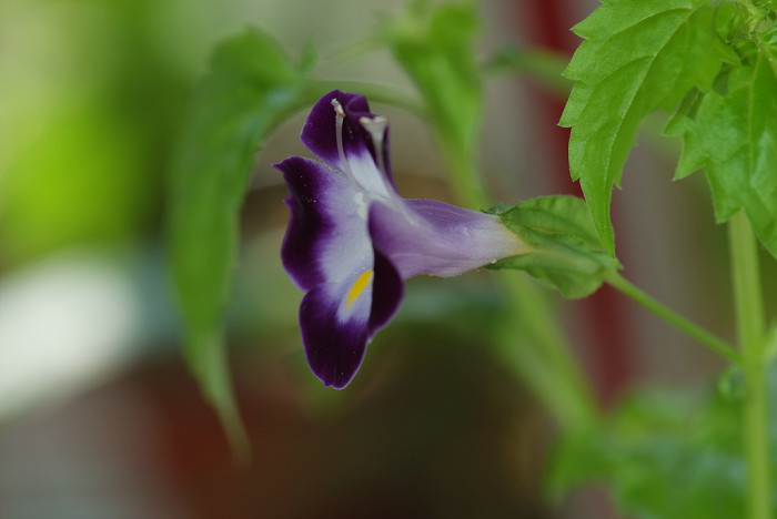 토레니아 - Torenia fournieri