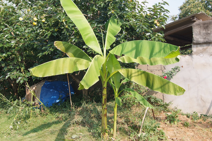 파초 - Japanese banana, Japanese fibre banana, hardy banana, Musa basjoo Siebold & Zucc.