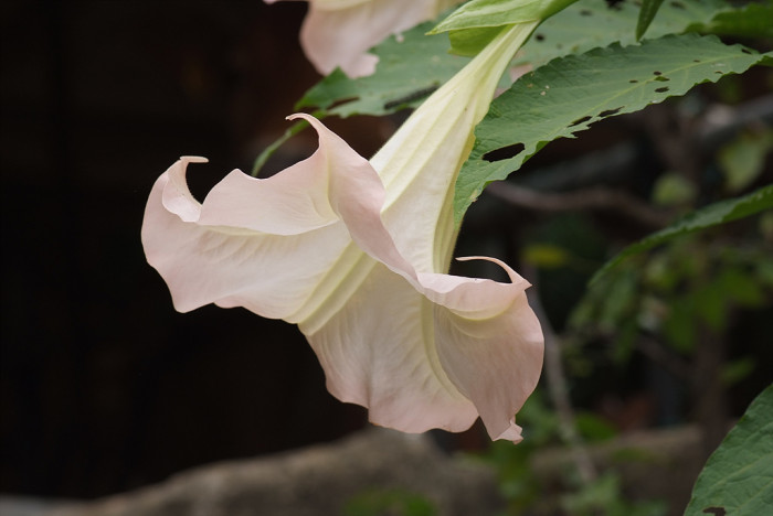 엔젤트롬펫 - Angels Trumpet, Growing Brugmansia