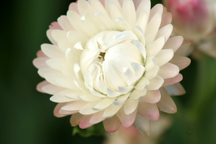 밀짚꽃 - straw flower, Helichrysum bracteatum