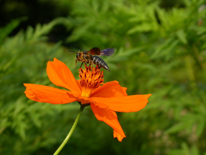 코스모스 - Browallia speciosa, Cosmos bipinnatus