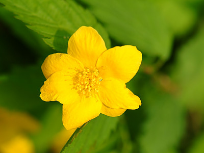 황매화 사진 - Kerria japonica Photos