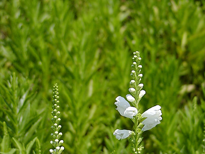 꽃범의꼬리 사진 - Physostegia virginiana Photos