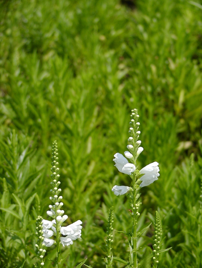 꽃범의꼬리 - Physostegia virginiana
