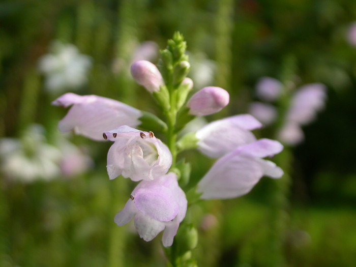 꽃범의꼬리 - Physostegia virginiana