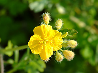애기똥풀 사진 - Chelidonium majus L. var. asiaticum (H. Hara) Ohwi Photos
