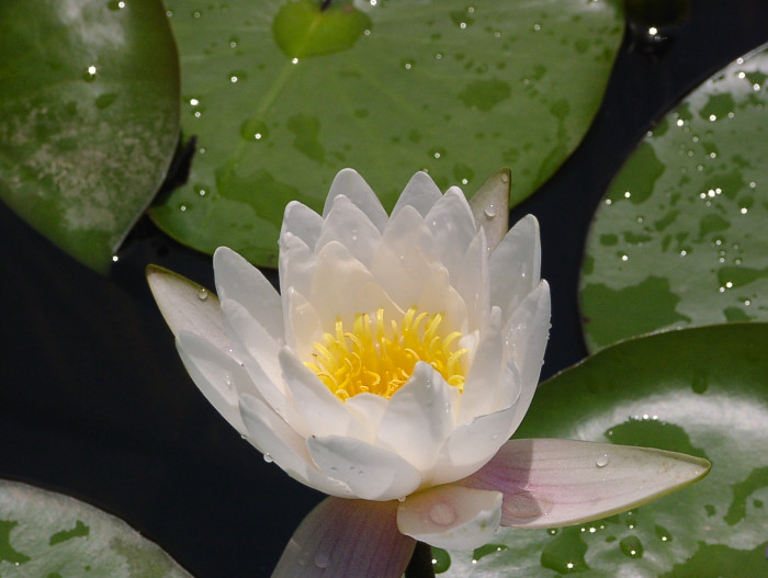연꽃 - Nelumbo nucifera