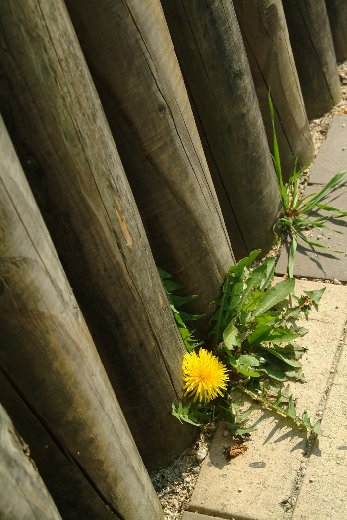 민들레 - dandelion, Taraxacum mongolicum