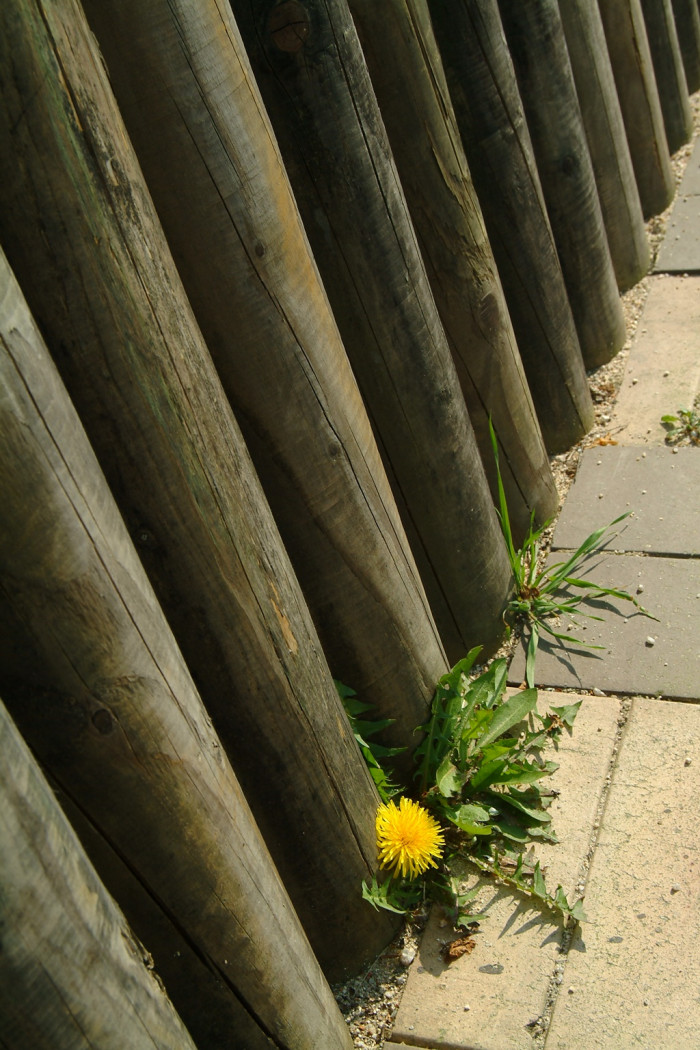 민들레 - dandelion, Taraxacum mongolicum