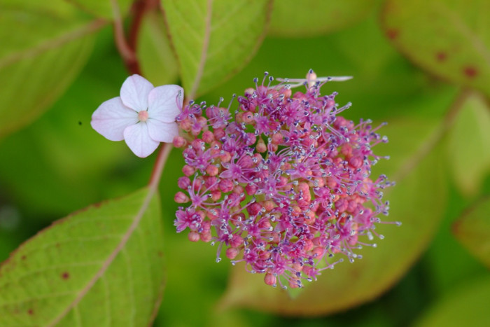 산수국 - Hydrangea serrata for. acuminata
