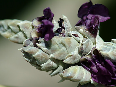 물칸나 사진 - Canna generalis Bailey Photos