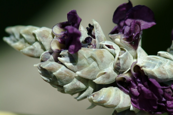 물칸나 - Canna generalis Bailey