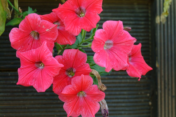 페튜니아 - Common Garden Petunia, Petunia hybrida