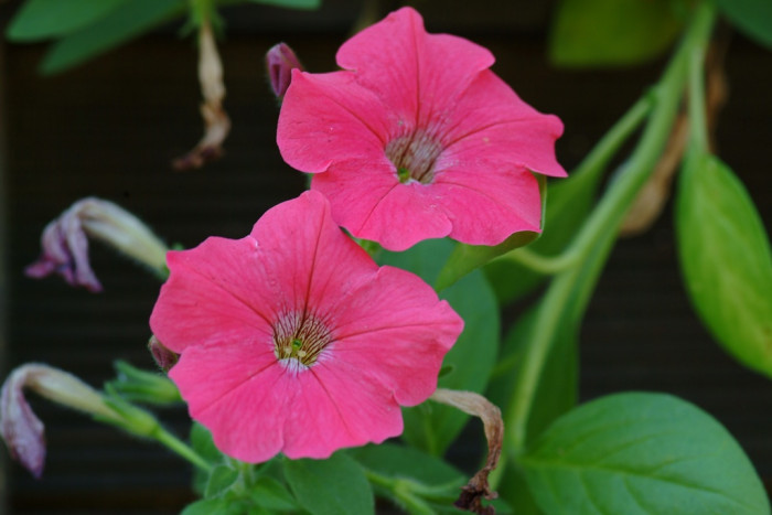 페튜니아 - Common Garden Petunia, Petunia hybrida