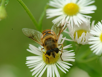 개망초 사진 - Erigeron annuus Photos