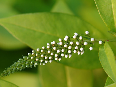 까치수염 사진 - Lysimachia barystachys Bunge Photos