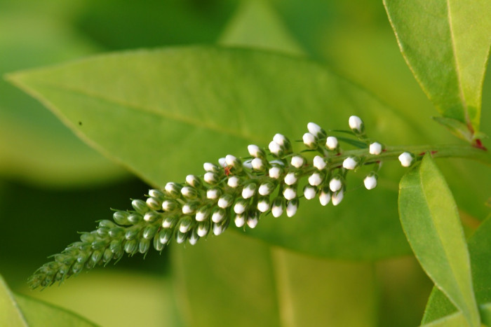 까치수염 - Lysimachia barystachys Bunge
