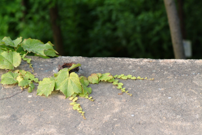 담쟁이덩굴 - Parthenocissus tricuspidata