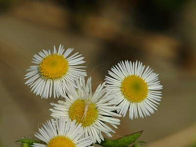 개망초 사진 - Erigeron annuus Photos