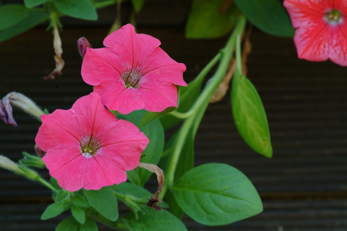 페튜니아 - Common Garden Petunia, Petunia hybrida
