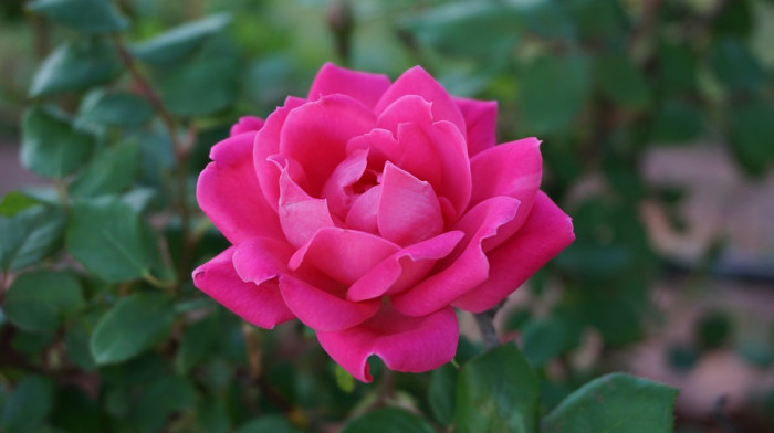 장미 - Rose, Rosa hybrida