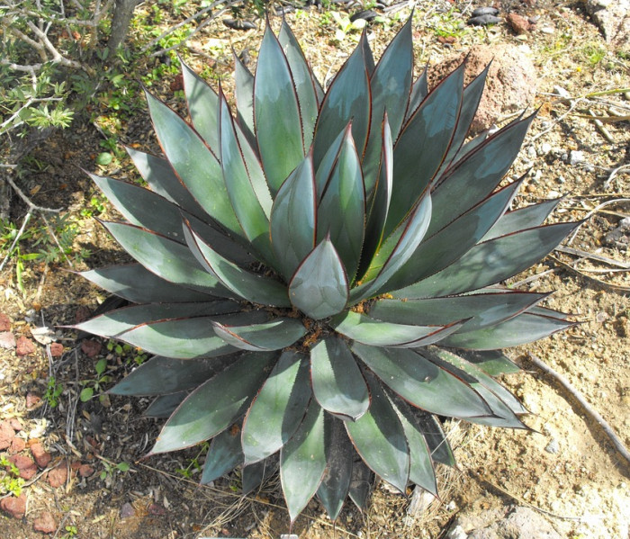 용설란 - Agave Americana, Agave americana