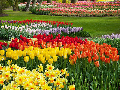 튤립 사진 - Tulipa gesneriana Photos