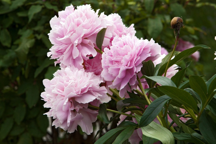 작약 - Chinese peony, Paeonia lactiflora Pall.