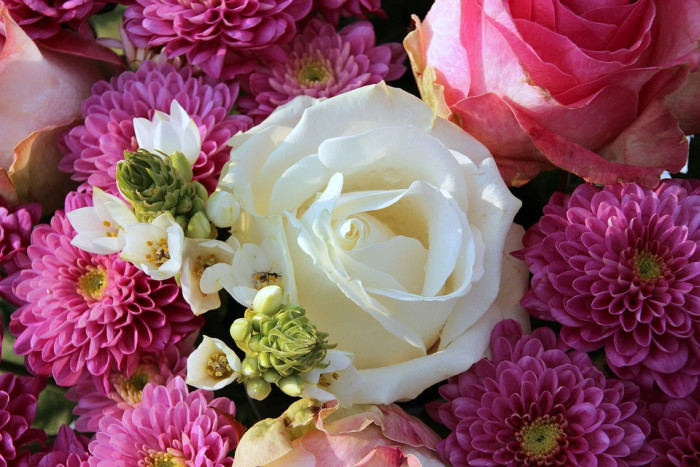 장미 - Rose, Rosa hybrida