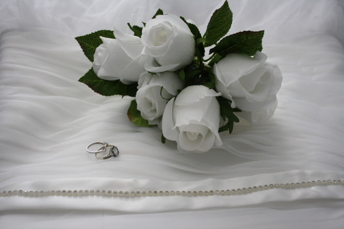 장미 - Rose, Rosa hybrida