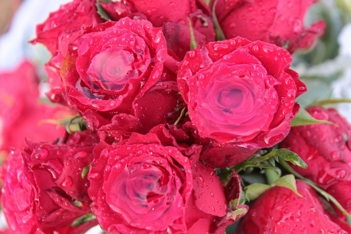 장미 - Rose, Rosa hybrida