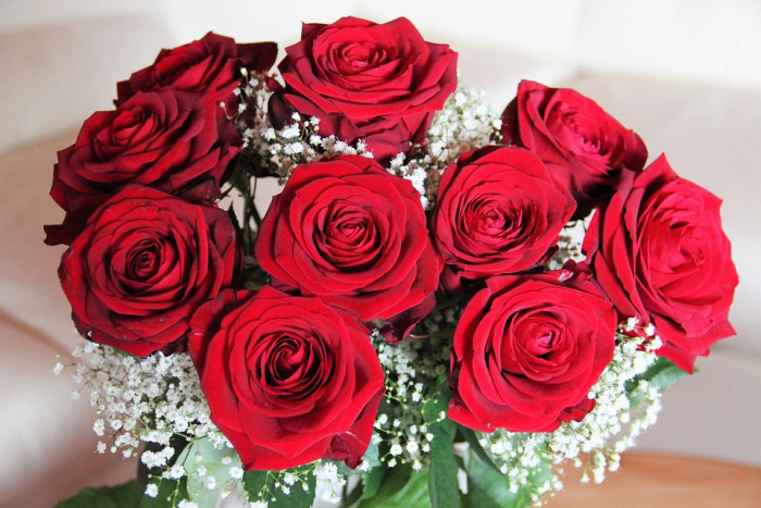 장미 - Rose, Rosa hybrida