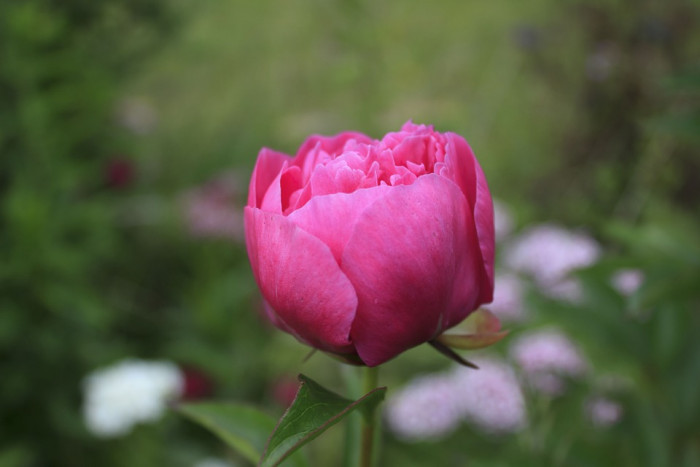 장미 - Rose, Rosa hybrida