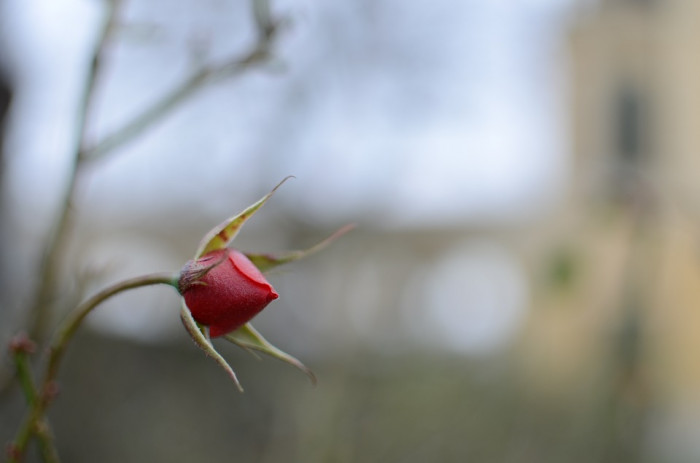 장미 - Rose, Rosa hybrida