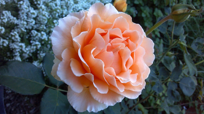 장미 - Rose, Rosa hybrida