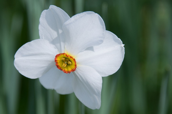수선화 - daffodil, Narcissus tazetta var. chinensis