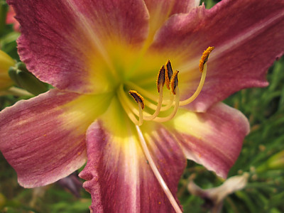백합 사진 - Lilium longiflorum Thunb. Photos