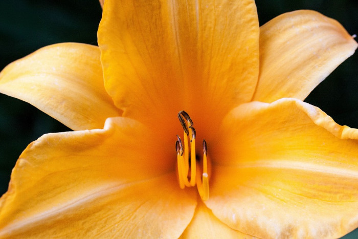 백합 - Lily, Lilium longiflorum Thunb.