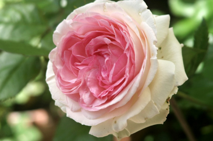 장미 - Rose, Rosa hybrida