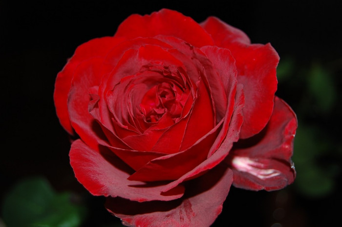 장미 - Rose, Rosa hybrida