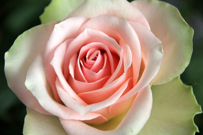 장미 - Rose, Rosa hybrida