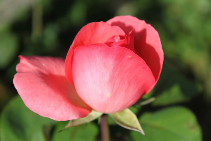 장미 - Rose, Rosa hybrida