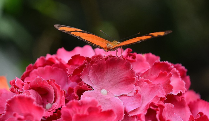 장미 - Rose, Rosa hybrida