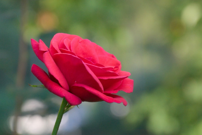 장미 - Rose, Rosa hybrida