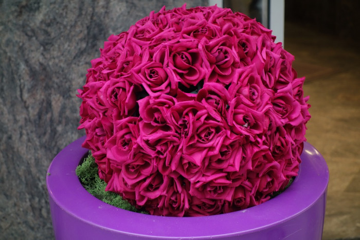 장미 - Rose, Rosa hybrida