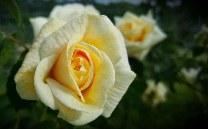 장미 - Rose, Rosa hybrida