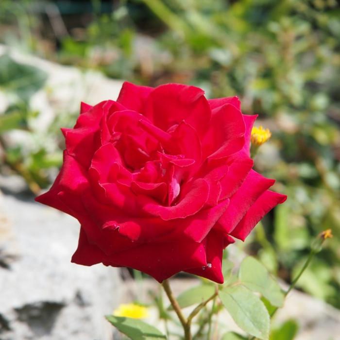 장미 - Rose, Rosa hybrida