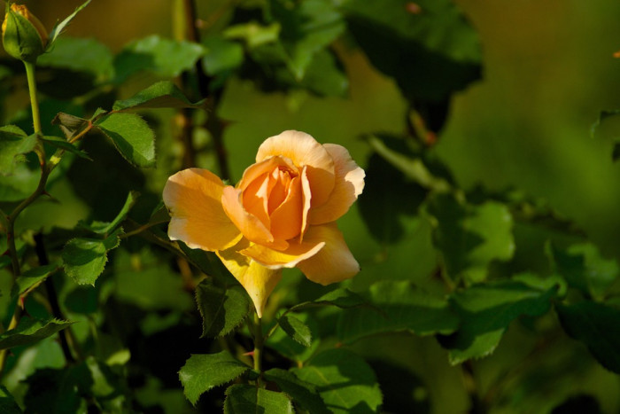 장미 - Rose, Rosa hybrida