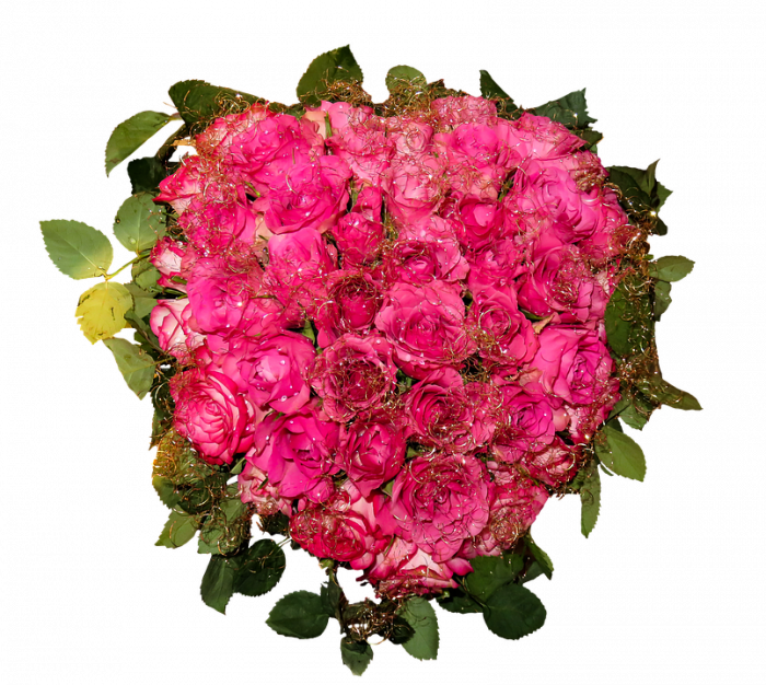 장미 - Rose, Rosa hybrida